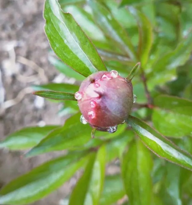 芍药花有蜜！并且是大流蜜