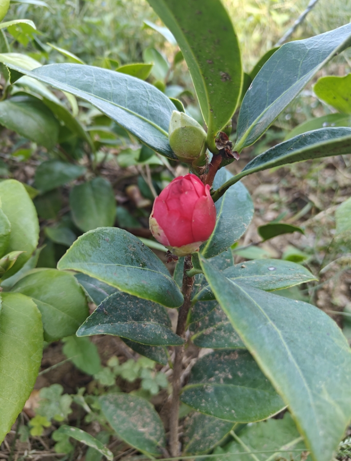 200盆露天茶花待售