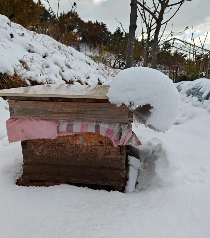 2023冬天第一场正经的雪